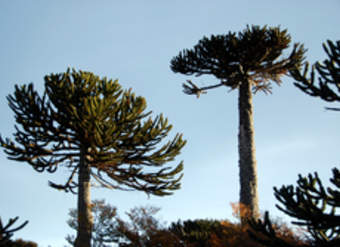 Araucaria