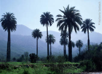 Palmas de Cocalán