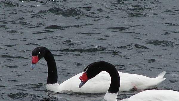 Cisnes cuello negro