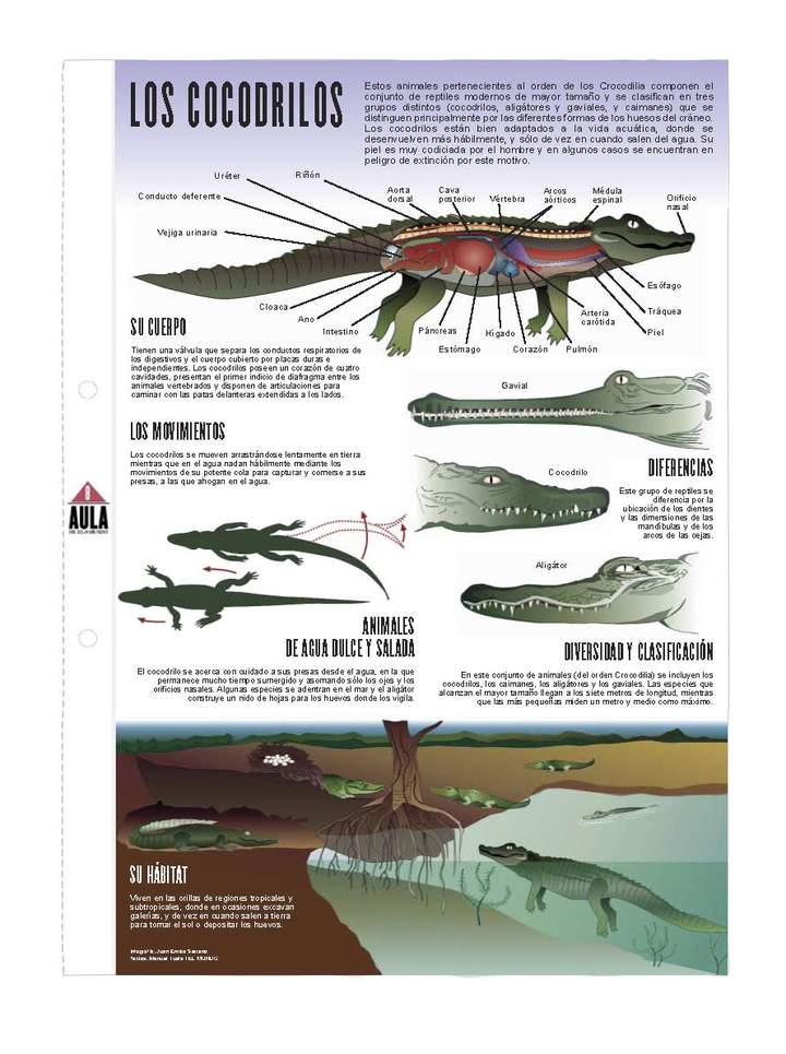 Cocodrilos