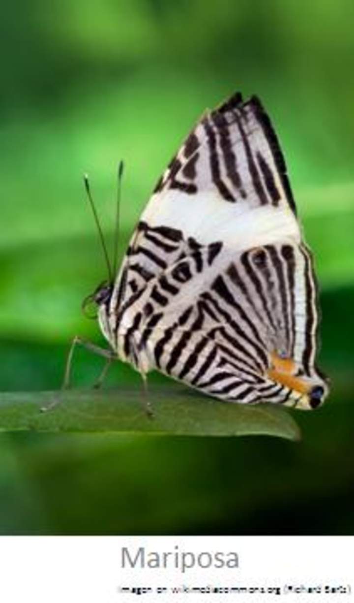 Mariposa