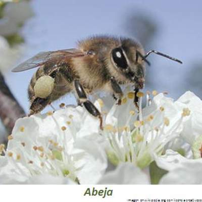 Abeja