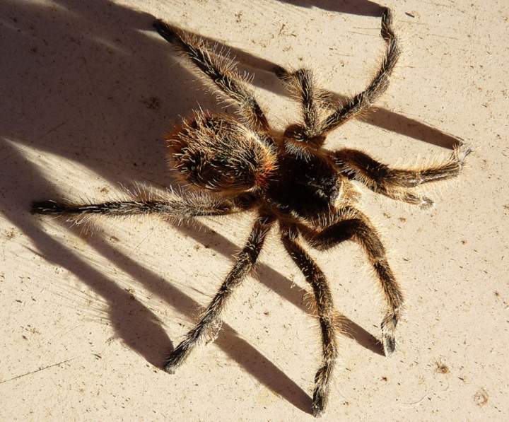 Araña