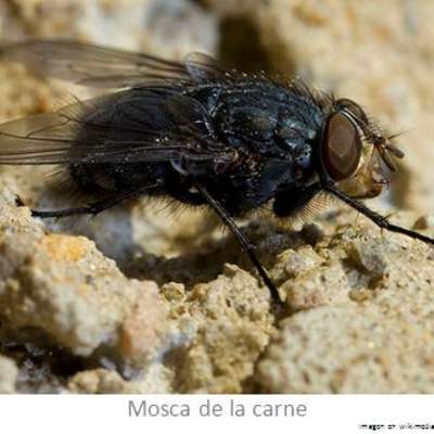 Mosca