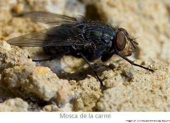 Mosca