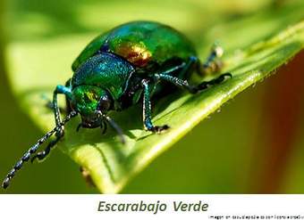 Escarabajo verde