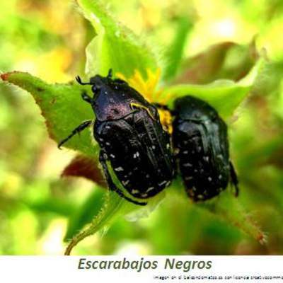 Escarabajos negros