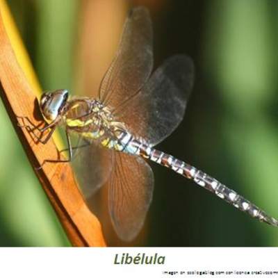 Libélula