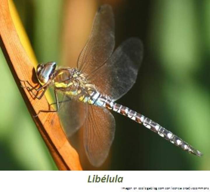 Libélula