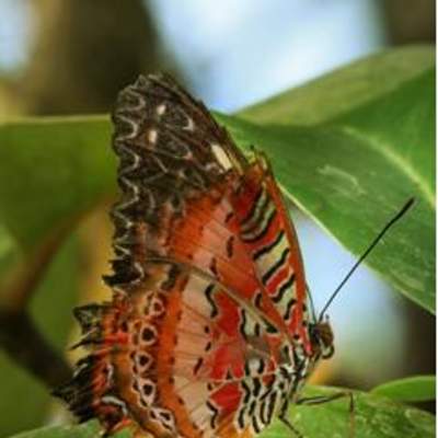 Mariposa Leopardo