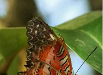 Mariposa Leopardo