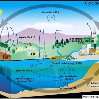 El ciclo del carbono