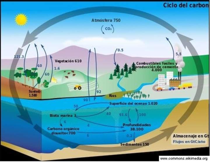 El ciclo del carbono