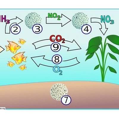 El ciclo del nitrógeno en un acuario