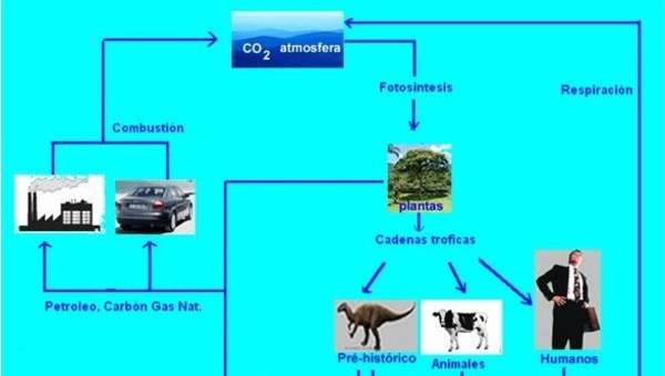 Diagrama del ciclo del carbono