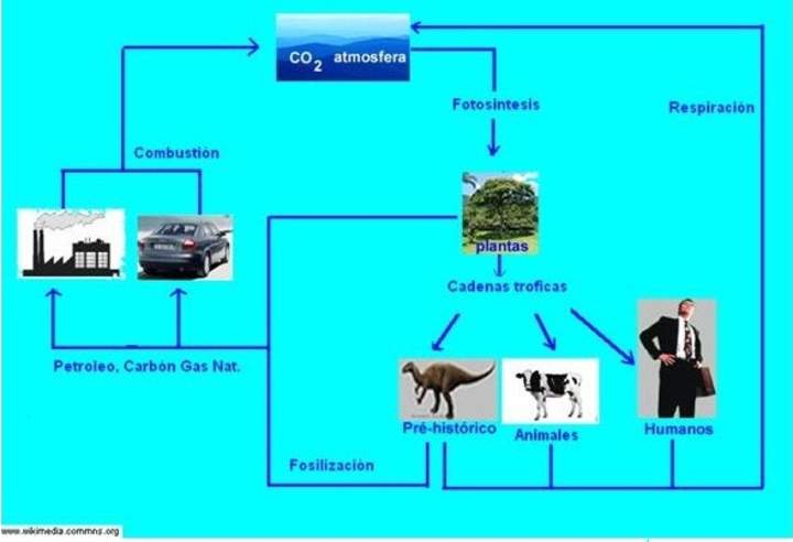 Diagrama del ciclo del carbono