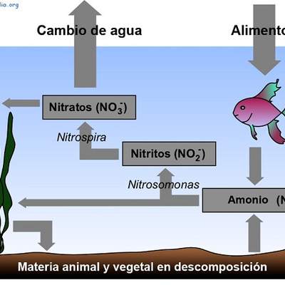 El ciclo del nitrógeno en el agua