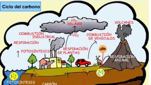 El ciclo del carbono