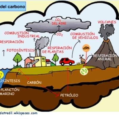 El ciclo del carbono