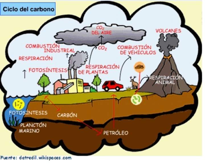 El ciclo del carbono