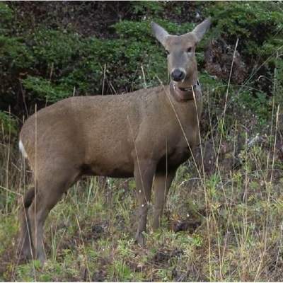 Huemul