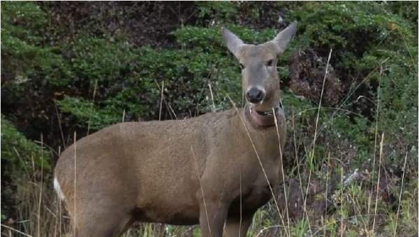 Huemul