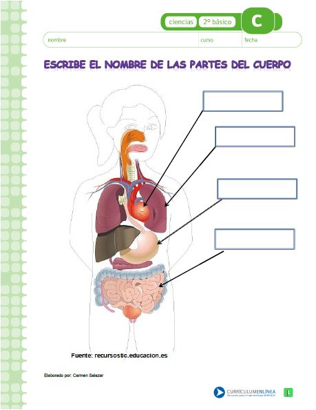 consultor Restaurar Sinfonía Escribe el nombre de los órganos del cuerpo humano - Curriculum Nacional.  MINEDUC. Chile.