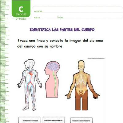Identifica los sistemas del cuerpo humano