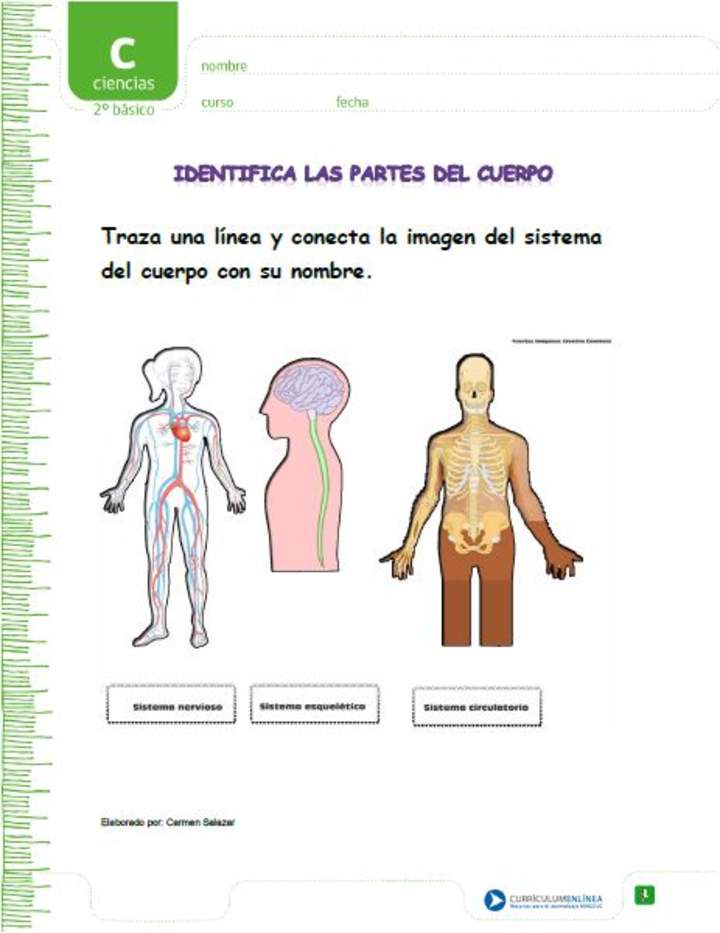 Identifica los sistemas del cuerpo humano