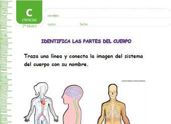 Identifica los sistemas del cuerpo humano