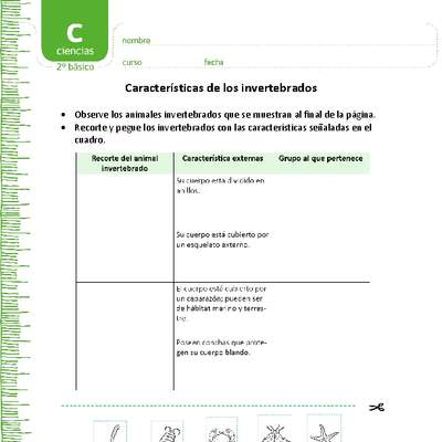 Características de los invertebrados