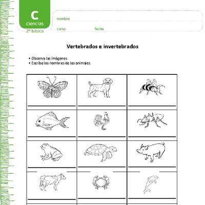 Vertebrados e invertebrados