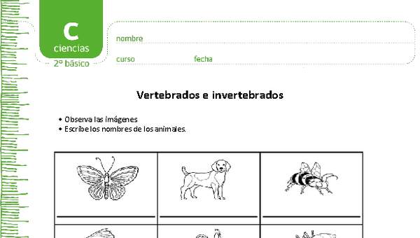 Vertebrados e invertebrados