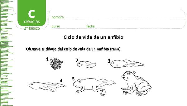 Ciclo de vida de un anfibio