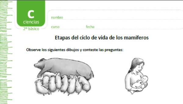 Etapas del ciclo de vida de los mamíferos