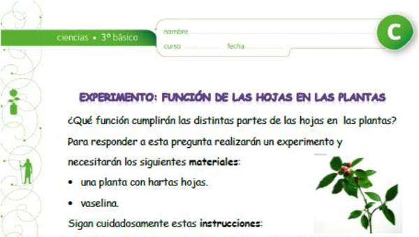 Experimento: La función de las hojas en las plantas