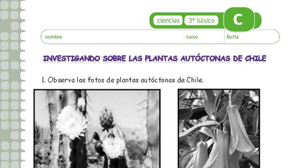 Investigando sobre las plantas autóctonas chilenas