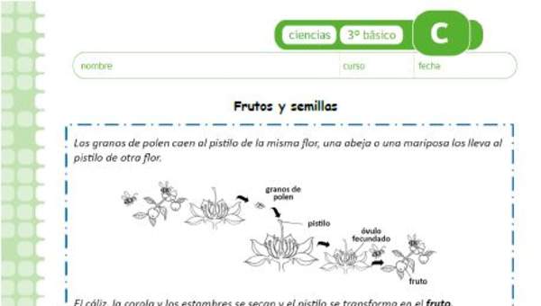 Frutos y semillas