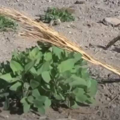 Video de Actividad sugerida - LC02 - Quechua - U1 - N°14: Representan la importancia de la forma ancestral de cultivo de quinua y su uso en comidas típicas.