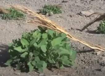 Video de Actividad sugerida - LC02 - Quechua - U1 - N°14: Representan la importancia de la forma ancestral de cultivo de quinua y su uso en comidas típicas.