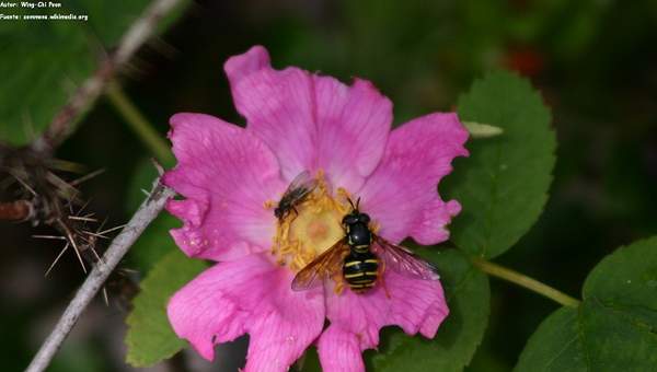 Competencia interespecífica entre abeja y mosca en una flor