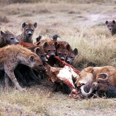 Competencia interespecífica entre leones y hienas por una presa