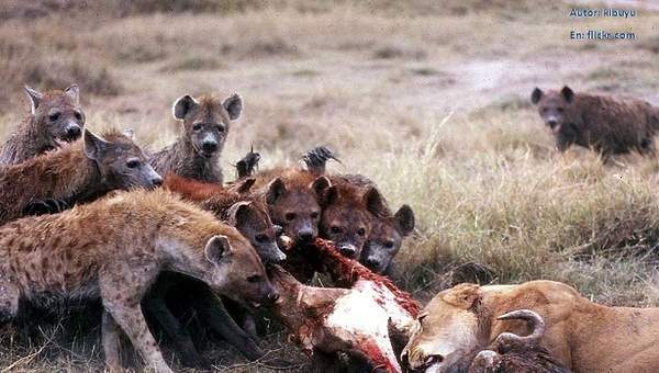 Competencia interespecífica entre leones y hienas por una presa