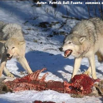 Competencia intraespecífica entre lobos por una presa