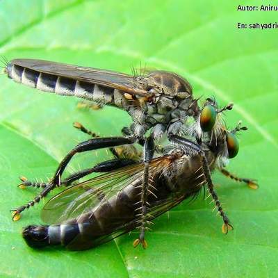 Competencia intraespecífica entre mosquitos