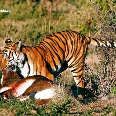 Depredación tigre presa
