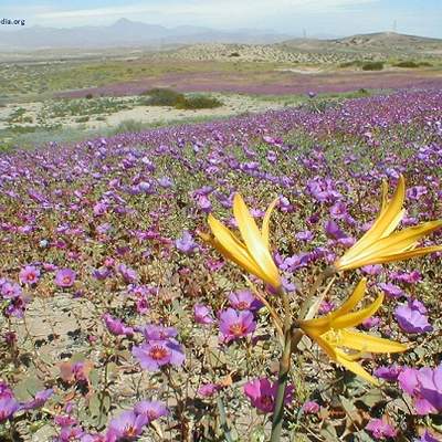 Desierto florido norte de Chile