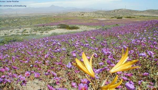 Desierto florido norte de Chile