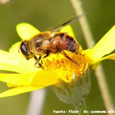 Mutualismo abeja en flor