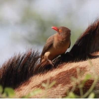 Mutualismo bisonte y pájaro